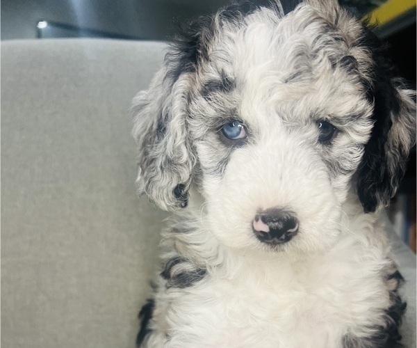 Medium Photo #2 Sheepadoodle Puppy For Sale in HUNTINGTON BEACH, CA, USA