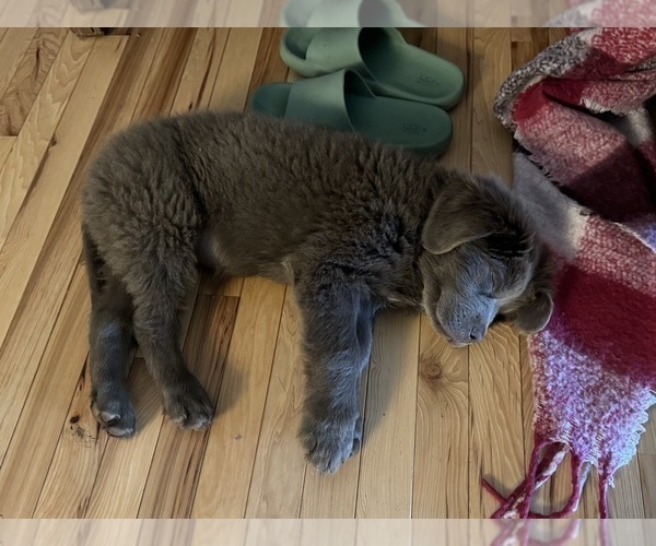 Medium Photo #4 Newfoundland Puppy For Sale in MARTINSVILLE, IN, USA