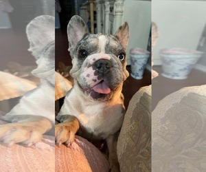 French Bulldog Dogs for adoption in Spring, TX, USA