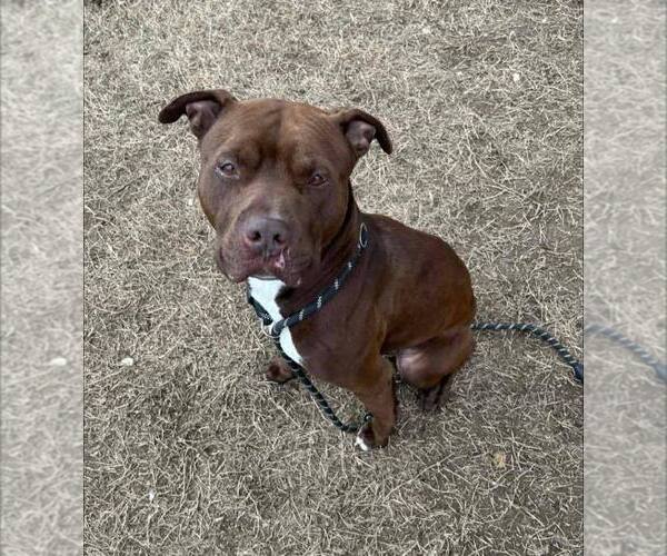 Medium Photo #1 Mutt Puppy For Sale in Evansville, IN, USA