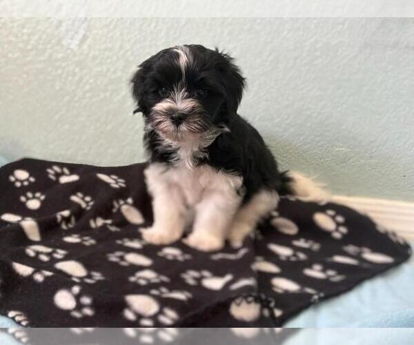 Medium Photo #4 Havanese Puppy For Sale in TUCSON, AZ, USA