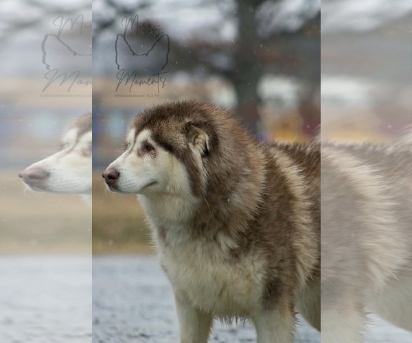 Medium Photo #4 Alaskan Malamute Puppy For Sale in Rustburg, VA, USA