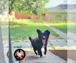 Small #2 Pomeranian Mix