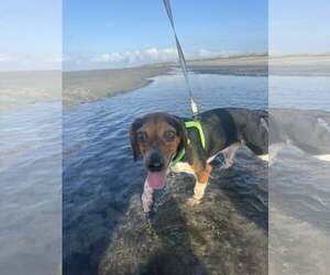Beagle Dogs for adoption in Greenville, SC, USA
