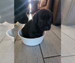 Small Photo #17 Labrador Retriever Puppy For Sale in SHELBYVILLE, IN, USA