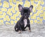 Small Photo #7 French Bulldog Puppy For Sale in BLAKESBURG, IA, USA