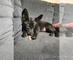 Puppy Pinky German Shepherd Dog