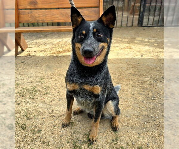 Medium Photo #1 Texas Heeler Puppy For Sale in Long Beach, CA, USA