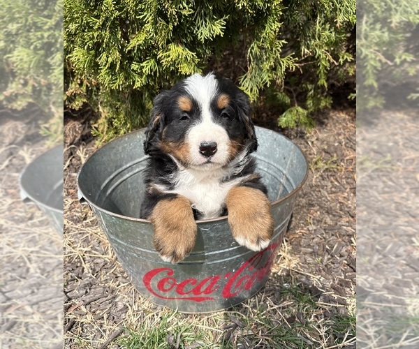 Medium Photo #3 Bernese Mountain Dog Puppy For Sale in MIDDLEBURY, IN, USA