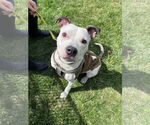 Small #3 American Pit Bull Terrier Mix