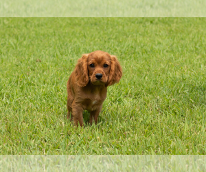 Cavalier King Charles Spaniel Puppy for sale in TOPEKA, IN, USA