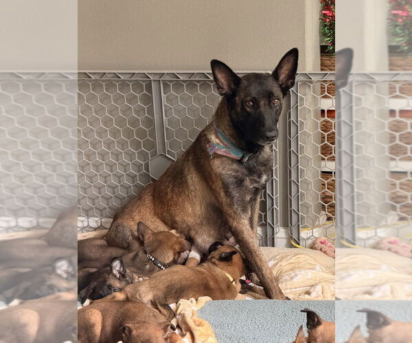 Medium Photo #2 Mutt Puppy For Sale in Imlay City, MI, USA