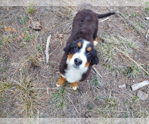 Medium Photo #8 Bernese Mountain Dog Puppy For Sale in BLACK FOREST, CO, USA