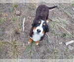 Small Photo #8 Bernese Mountain Dog Puppy For Sale in BLACK FOREST, CO, USA