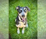 Small Huskies  Mix