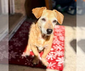 Kirby - Male Dachshund-Unknown Mix Dog for Adoption - Photo #2