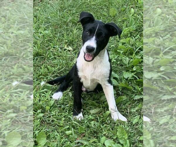 Medium Photo #3 Collie-Unknown Mix Puppy For Sale in Mount Laurel, NJ, USA