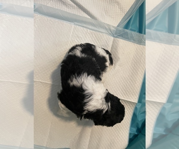 Medium Photo #7 Poodle (Standard) Puppy For Sale in COLUMBIA, SC, USA