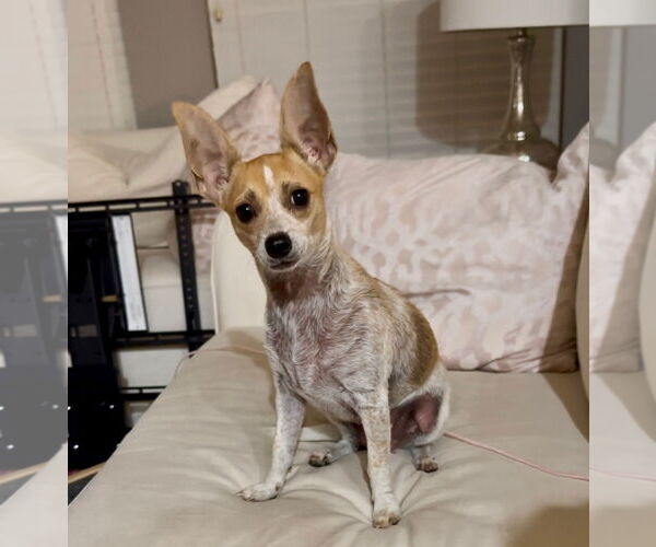 Medium Photo #1 Jack Russell Terrier Puppy For Sale in Denton, TX, USA