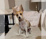 Small Jack Russell Terrier