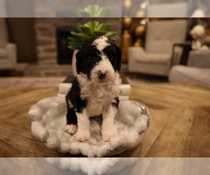 Poodle (Standard)-Sheepadoodle Mix Puppy for sale in PARAGOULD, AR, USA