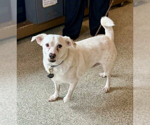 Buzz - Male Chihuahua-Unknown Mix Dog for Adoption - Photo #2