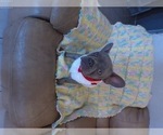 Small #18 French Bulldog