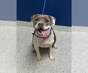 American Pit Bull Terrier-Unknown Mix Dogs for adoption in Pasadena, TX, USA