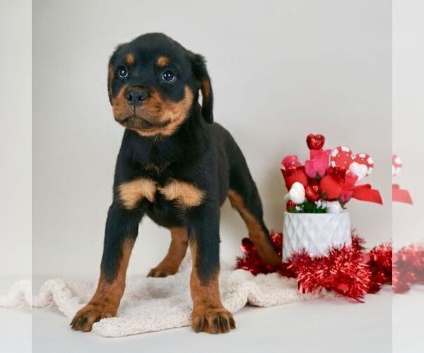 Medium Photo #12 Rottweiler Puppy For Sale in NAPPANEE, IN, USA