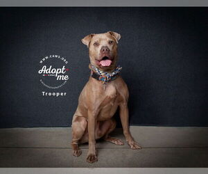 Unknown-Weimaraner Mix Dogs for adoption in Salt Lake City, UT, USA