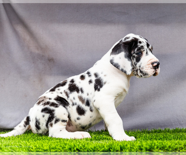 Medium Photo #3 Great Dane Puppy For Sale in WAKARUSA, IN, USA