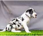 Small #2 Great Dane
