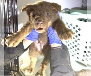 Mutt Dogs for adoption in Houston, TX, USA