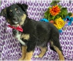 Small Photo #3 Border-Aussie Puppy For Sale in LANCASTER, PA, USA