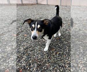 Pembroke Welsh Corgi-Unknown Mix Dogs for adoption in Palmetto, FL, USA
