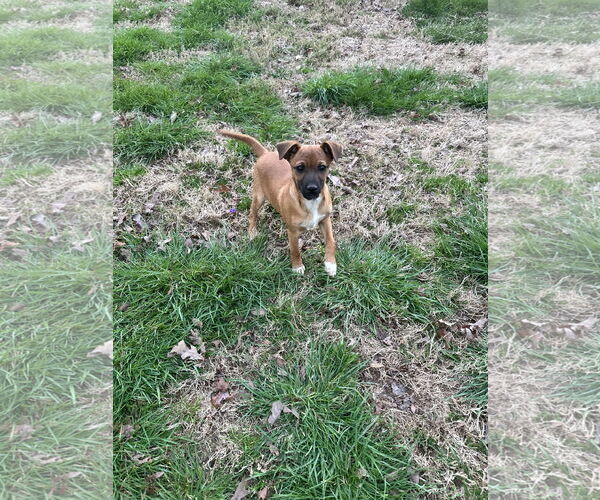 Medium Photo #1 Chihuahua-Unknown Mix Puppy For Sale in Ball Ground, GA, USA