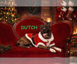 American Pit Bull Terrier-Unknown Mix Dogs for adoption in Mooresville, NC, USA