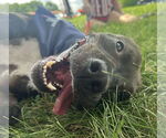 Small #1 American Pit Bull Terrier Mix