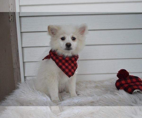 Medium Photo #6 Pomeranian Puppy For Sale in HONEY BROOK, PA, USA