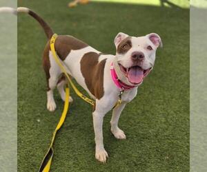 Mutt Dogs for adoption in Las Vegas, NV, USA