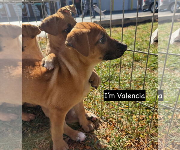 Medium Photo #5 German Shepherd Dog Puppy For Sale in GILBERTS, IL, USA