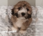 Puppy Buddy Silky Cocker