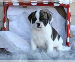 English Bulldog-Puggle Mix Puppy for sale in FREDERICKSBG, OH, USA