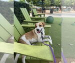 Small #10 American Foxhound Mix
