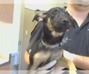 Chiweenie Dogs for adoption in Sacramento, CA, USA