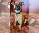 Small Photo #19 Black Mouth Cur-Unknown Mix Puppy For Sale in Wakefield, RI, USA