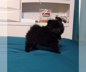 Pomeranian Puppy for sale in WEST PALM BEACH, FL, USA