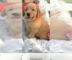Puppy Puppy 9 Golden Retriever