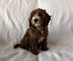 Small Photo #6 Cavapoo (Miniature) Puppy For Sale in THORP, WI, USA
