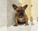 Image preview for Ad Listing. Nickname: Frenchie baby